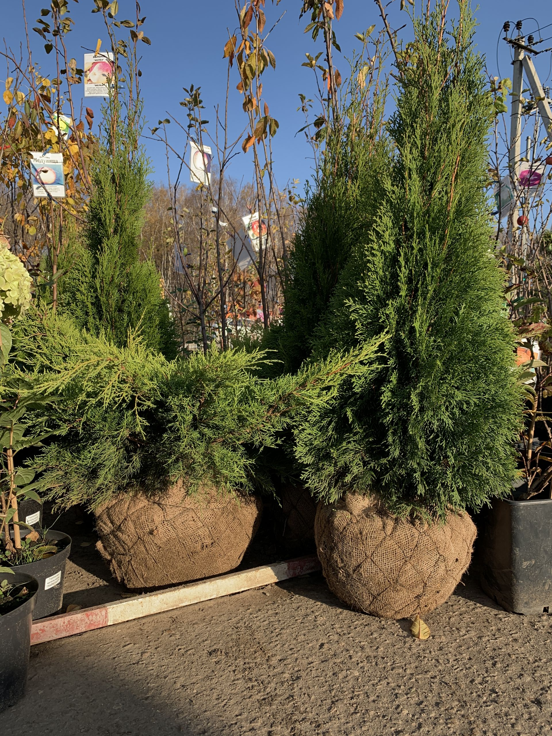 саженцы хвойниые растения
