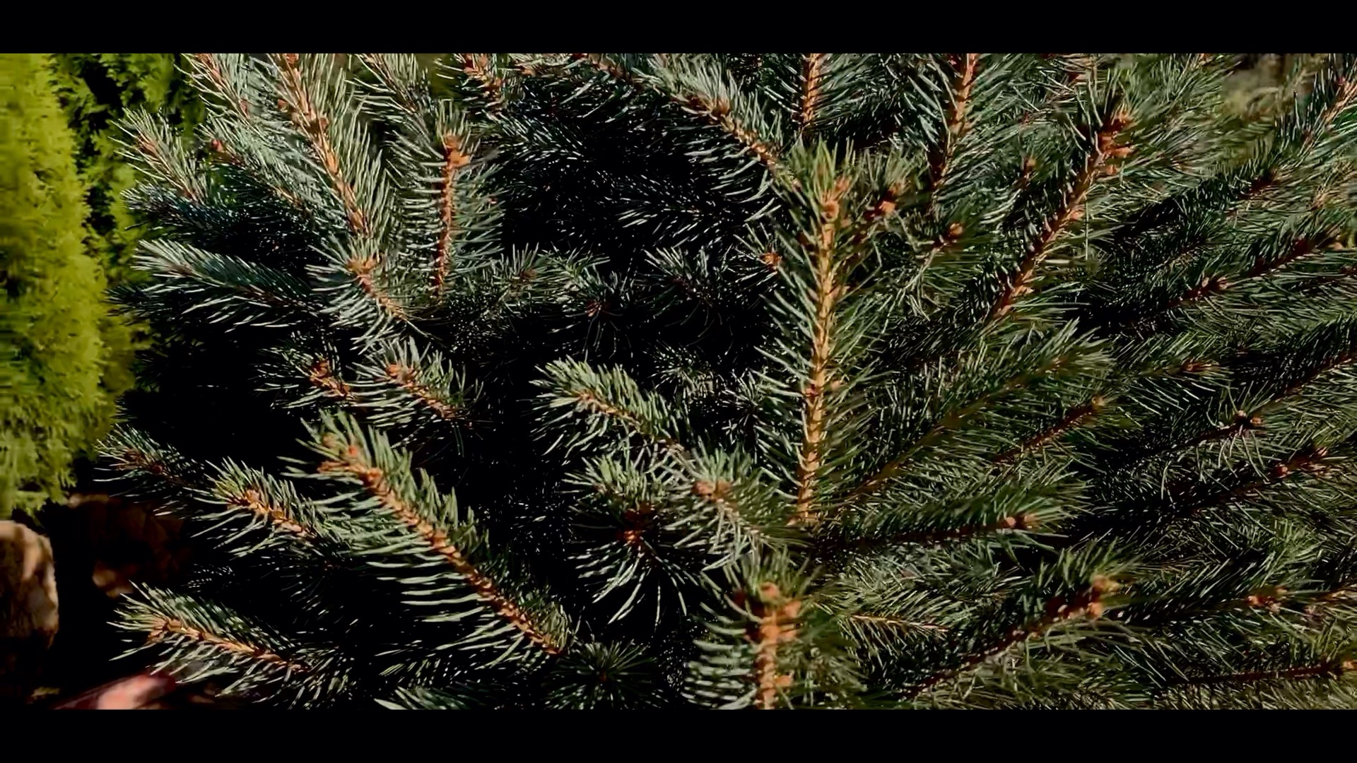 купить ель кайбаб