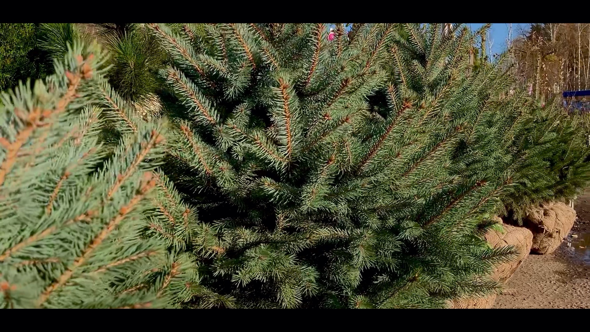 купить ель кайбаб