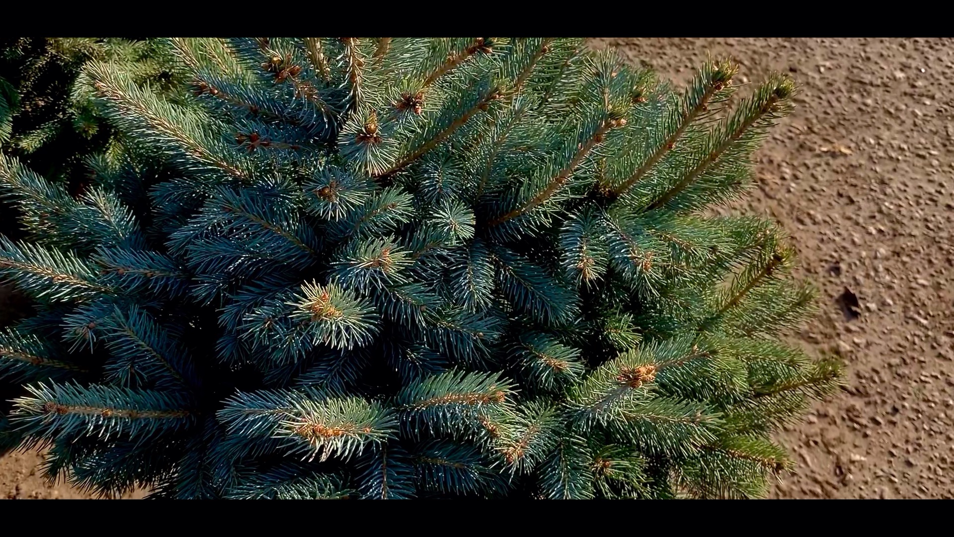 купить ель кайбаб