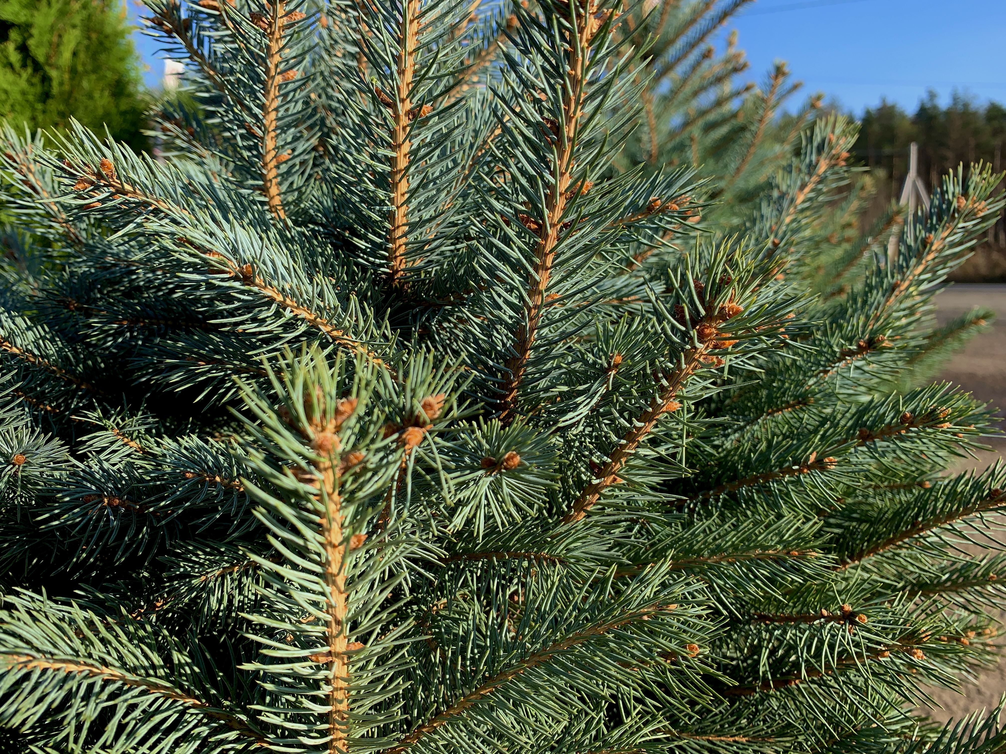 купить ель кайбаб