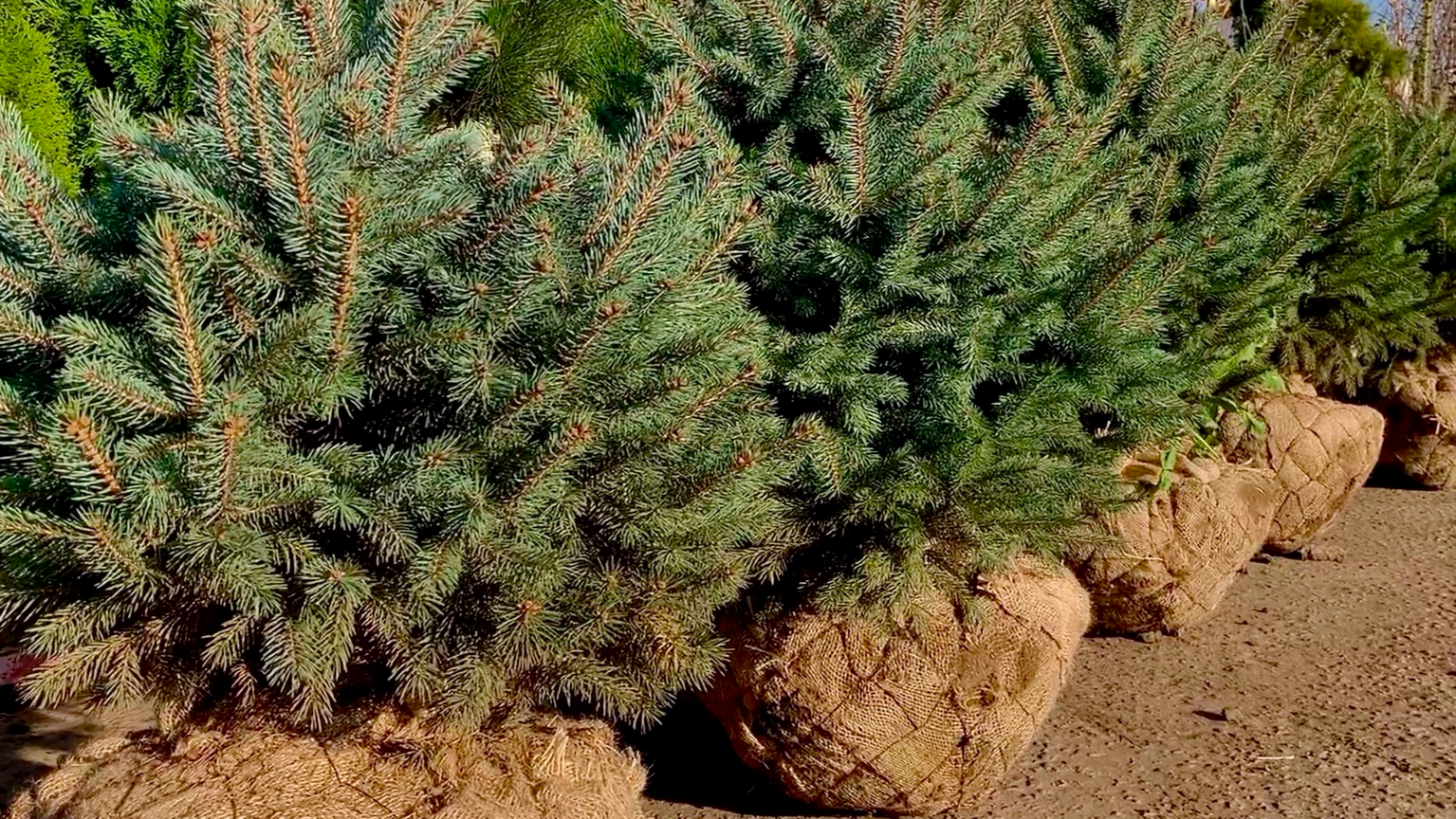 купить ель кайбаб