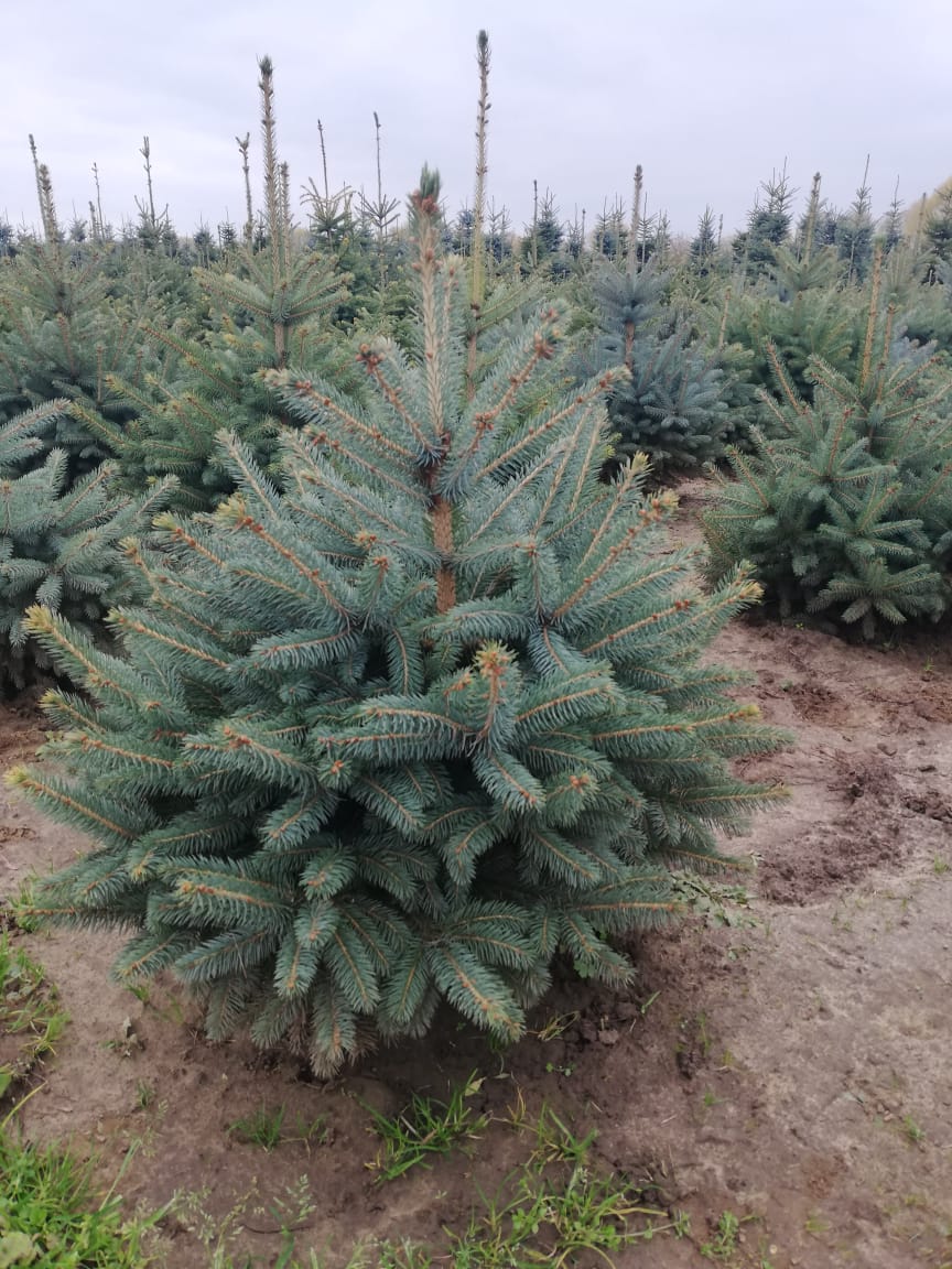 саженцы хвойниые растения