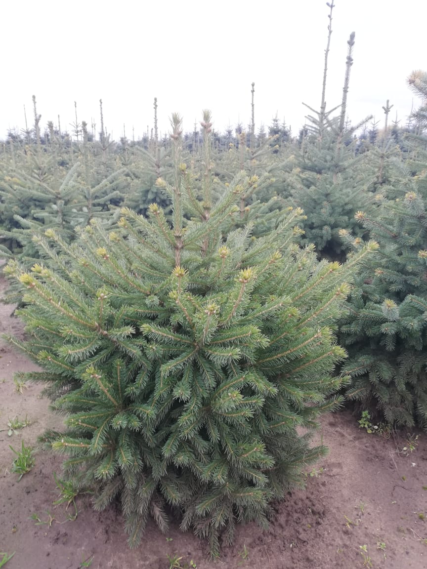 купить ель канадскую денсата