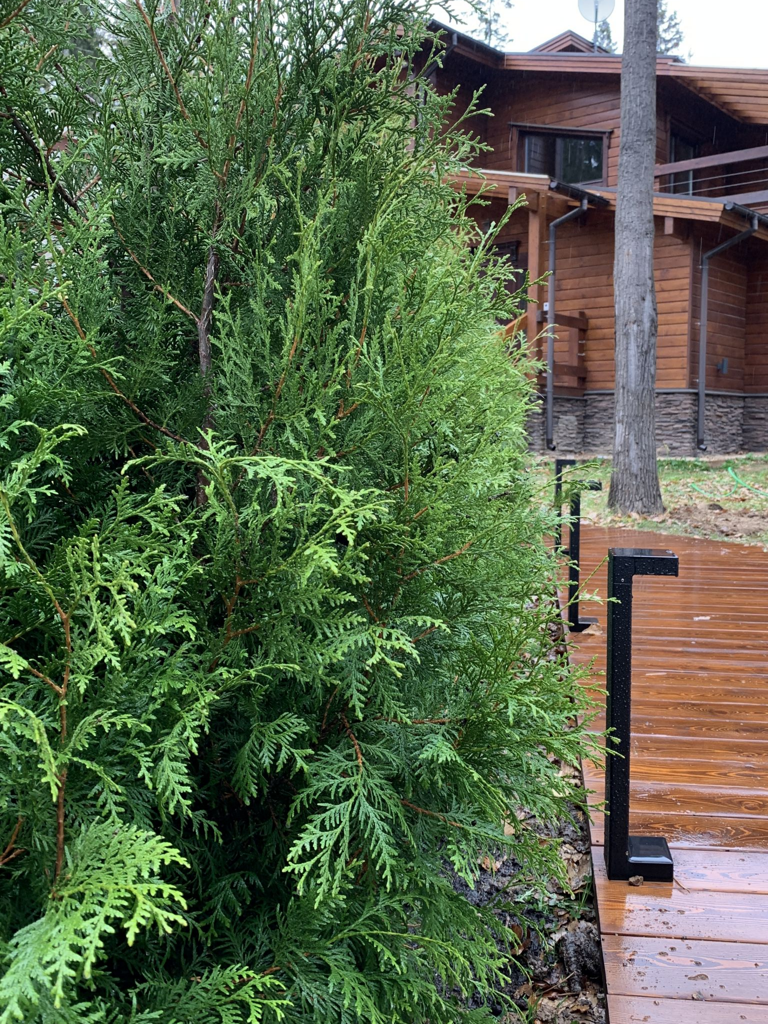 Купить Туя западная Брабант h 140-160 см