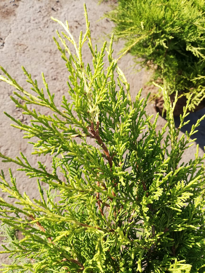 купить саженцы можжевельника