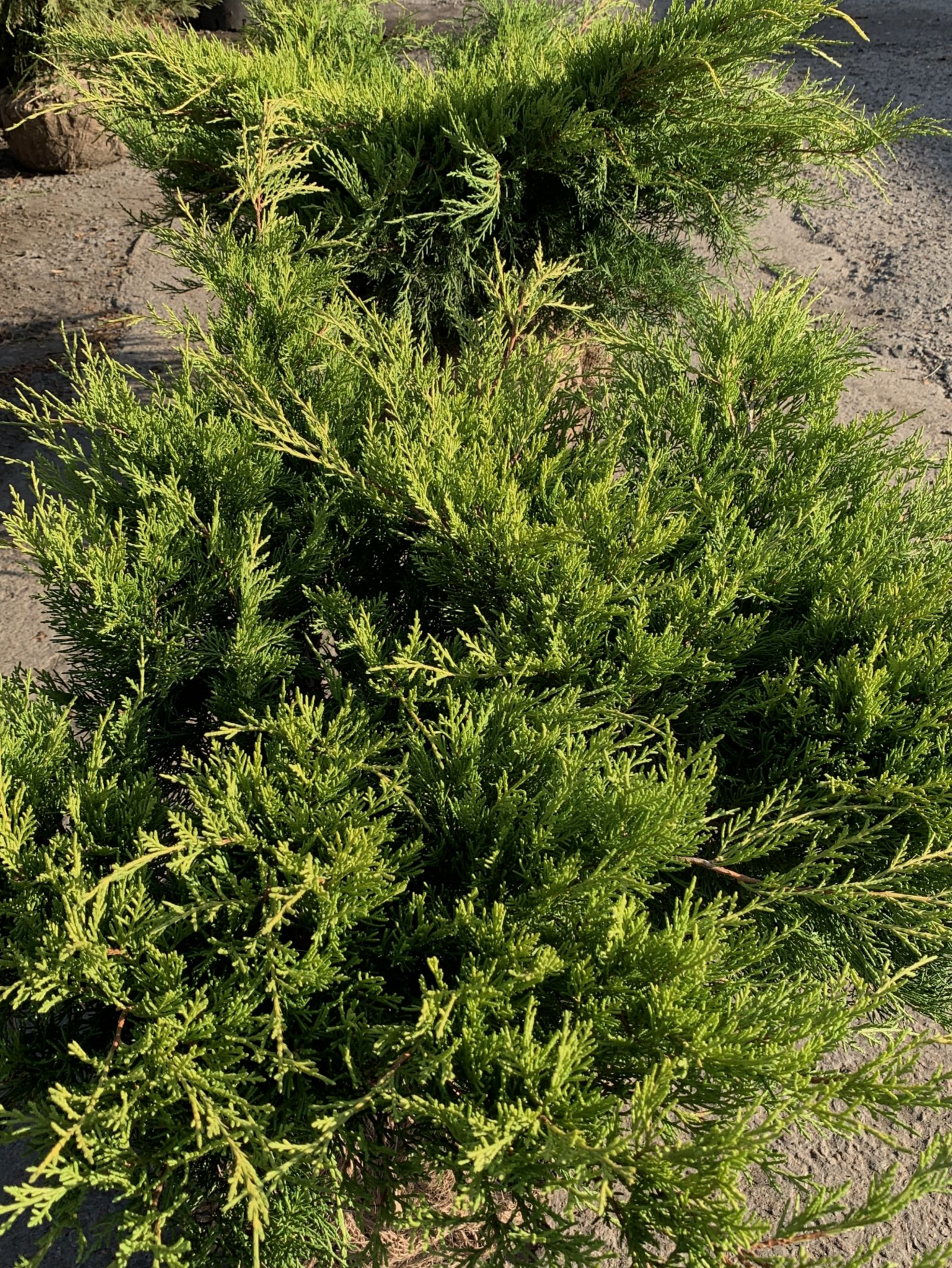 купить саженцы можжевельника