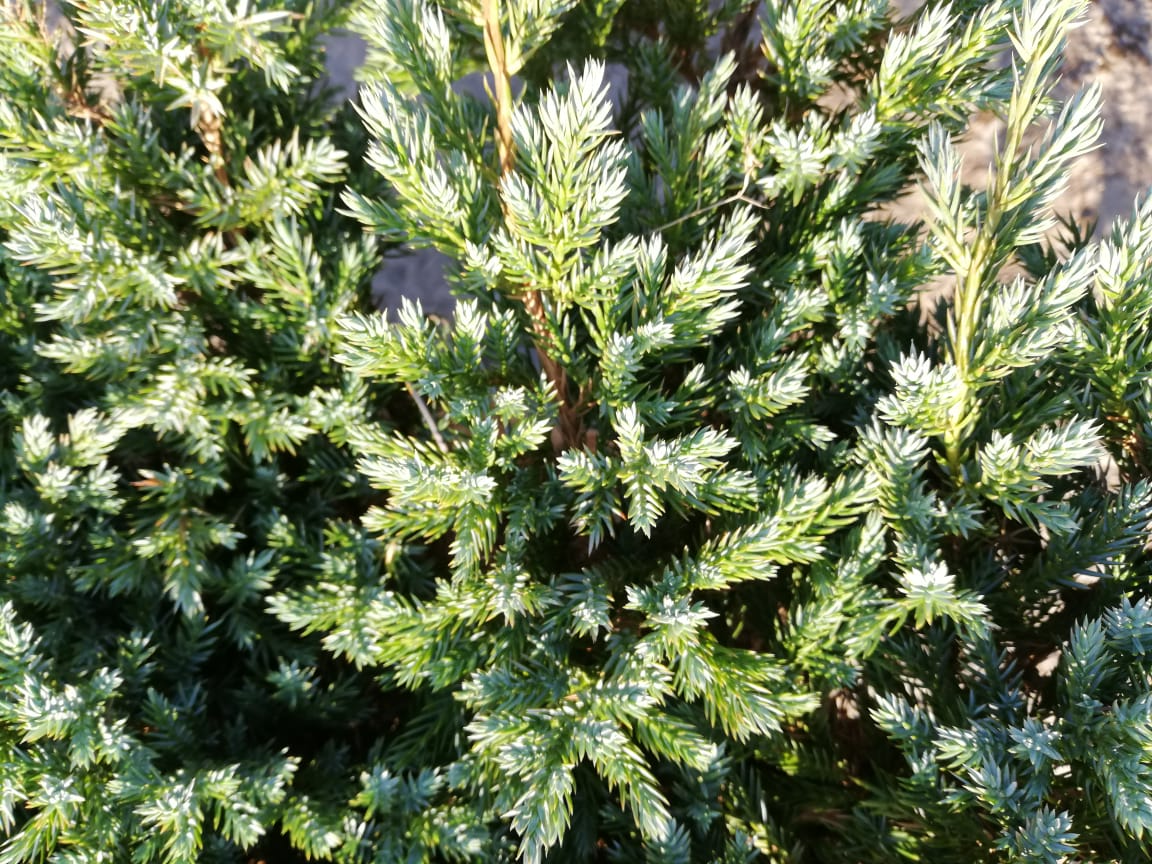 купить саженцы можжевельника