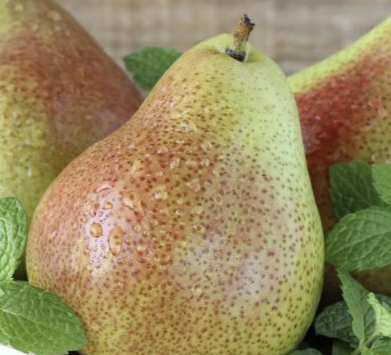 Купить саженцы груши 2 года сорт лесная красавица