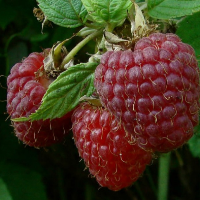 Купить саженцы малинового дерева 2 года сорт таруса