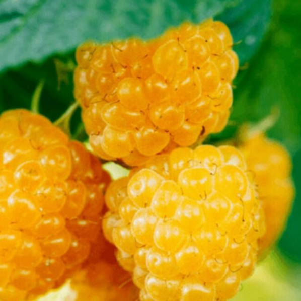 Купить саженцы малины сорт золотые купола