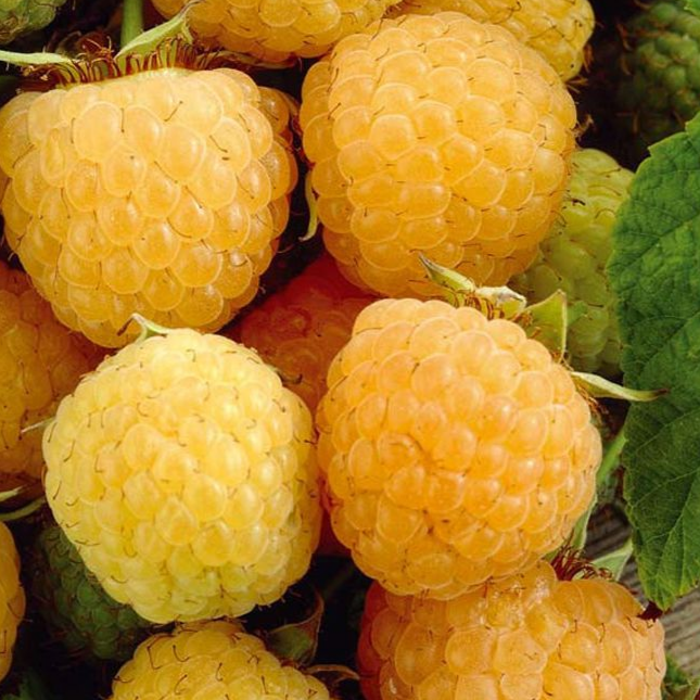 Купить саженцы малины 5 лет