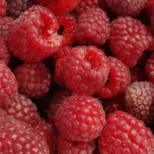 Купить саженцы малины 5 лет