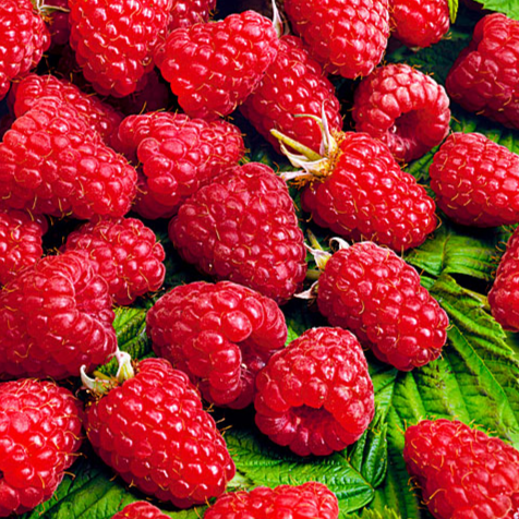 Купить саженцы малины 5 лет