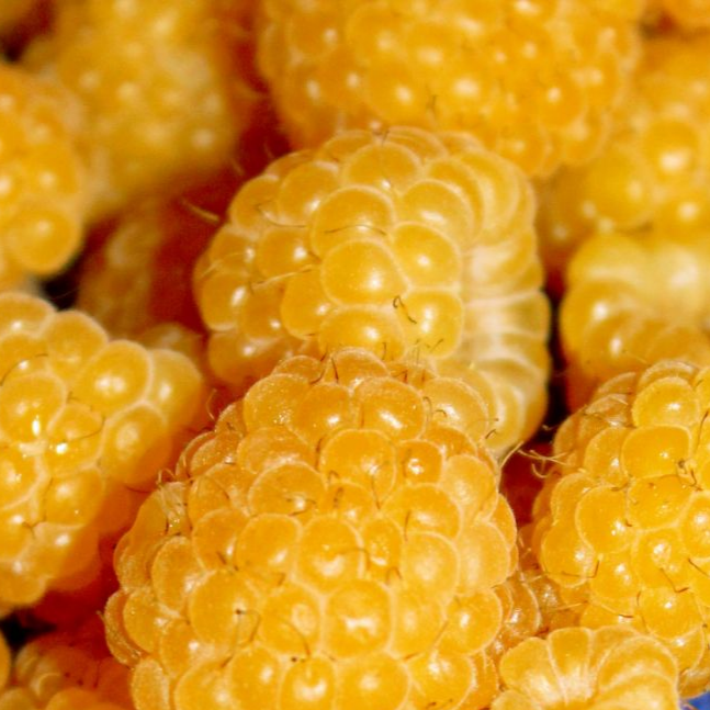 Купить саженцы малины 5 лет