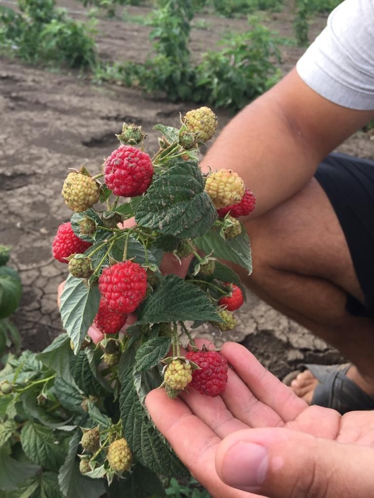 Саженцы малины как выглядят