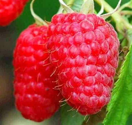 Купить саженцы малинового дерева 2 года сорт сказка