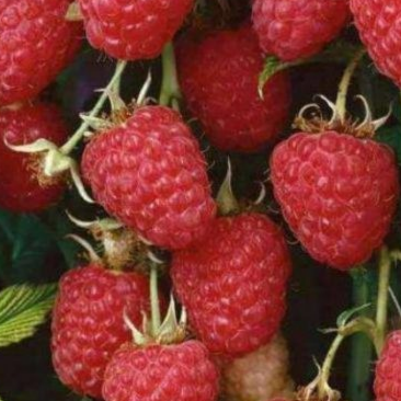 Купить саженцы малинового дерева 2 года сорт крепыш