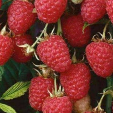 саженцы малинового дерева