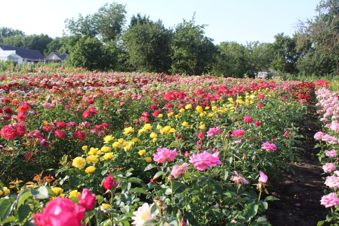Саженцы роз из питомника Кольцово