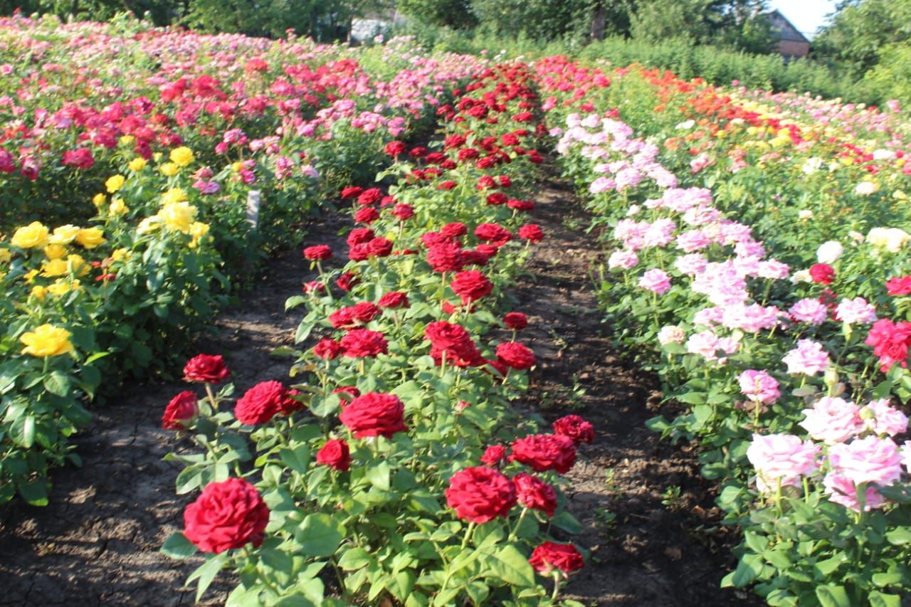 саженцы роза в контенере с зкс 