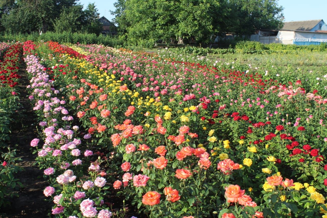 саженцы роза в контенере с зкс 