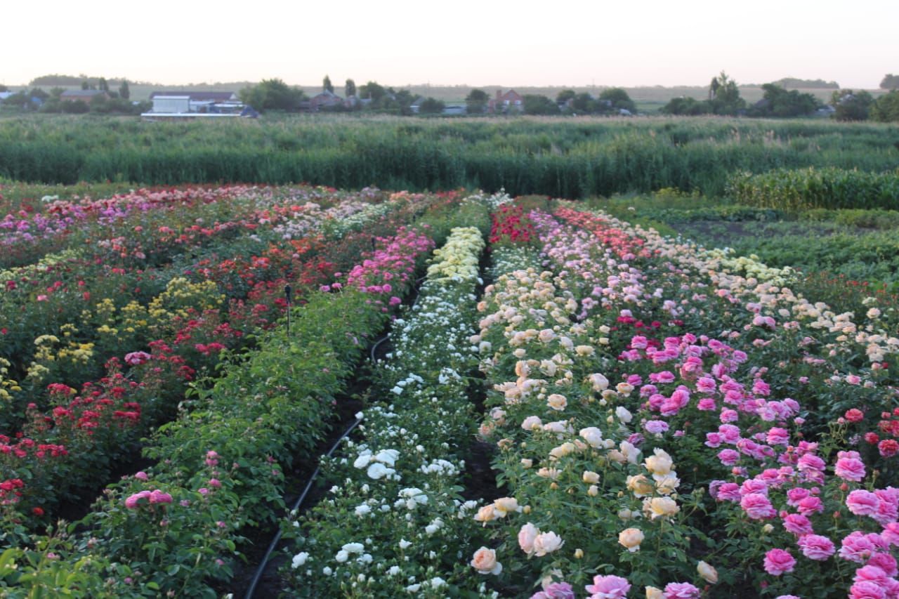 Саженцы роз из питомника Кольцово