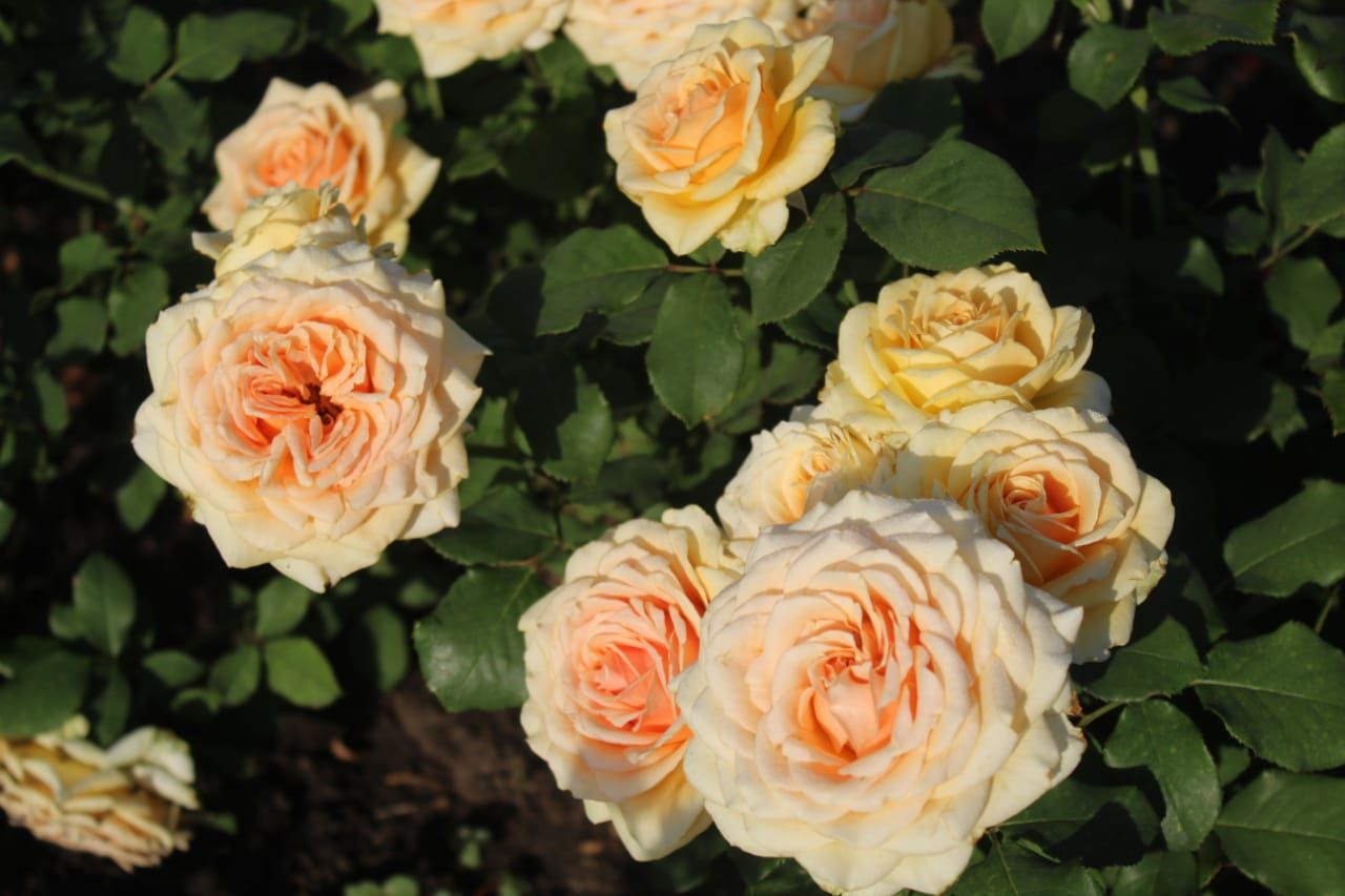 саженцы роза в контенере с зкс 