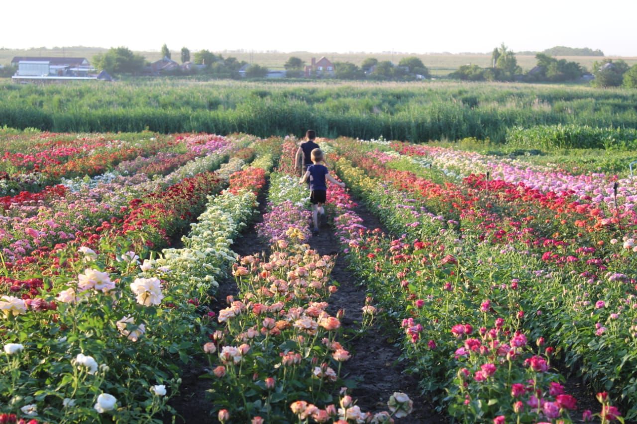 саженцы роза в контенере с зкс 