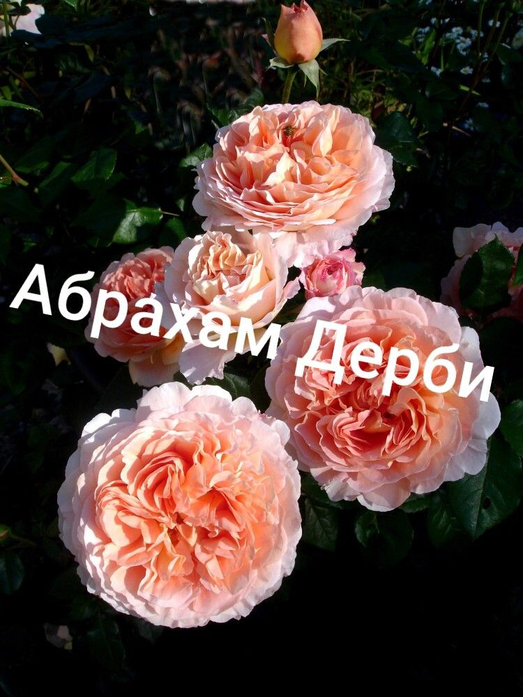 роза абрахам дерби саженцы 5 лет