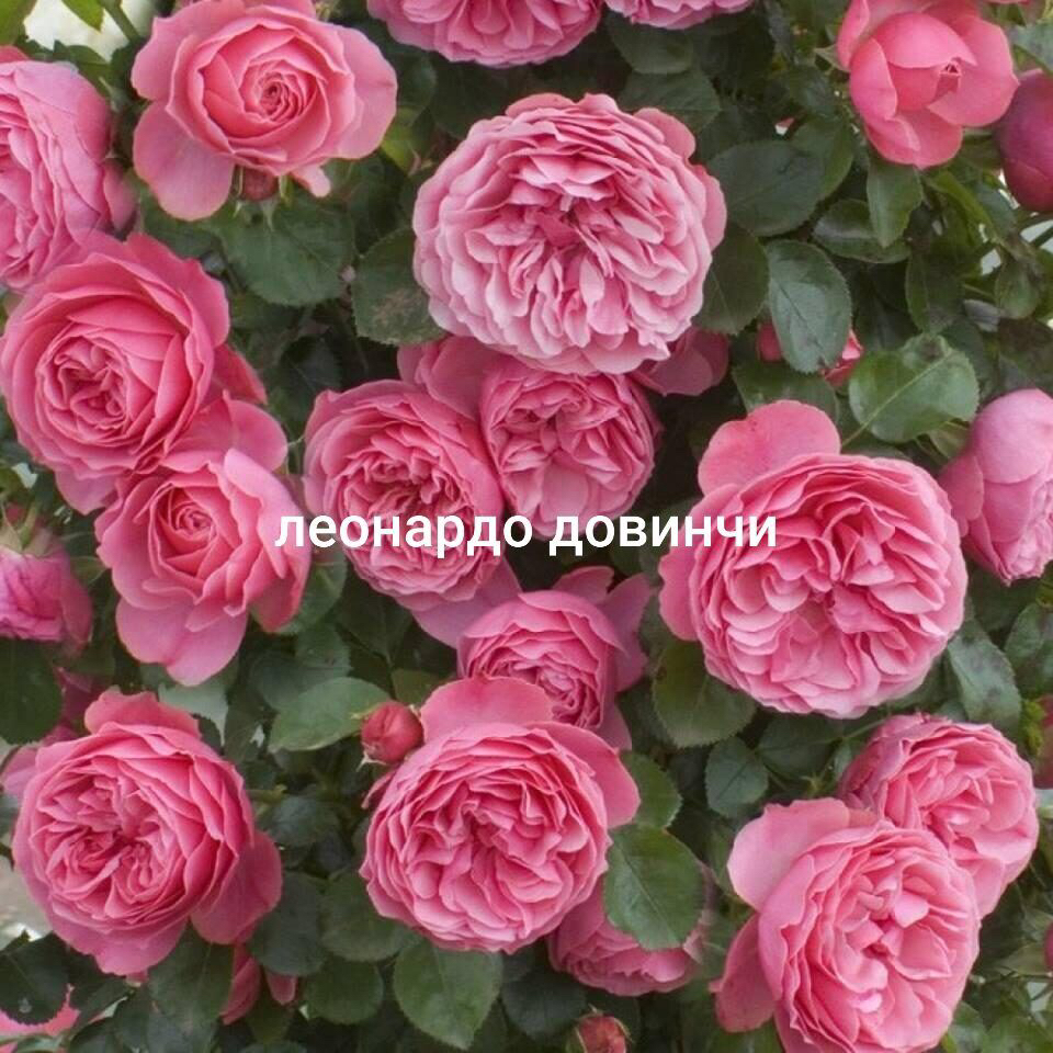 Саженцы роз из питомника Кольцово