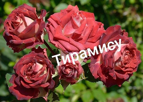 Саженцы роз из питомника Кольцово