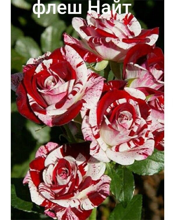 Саженцы роз из питомника Кольцово