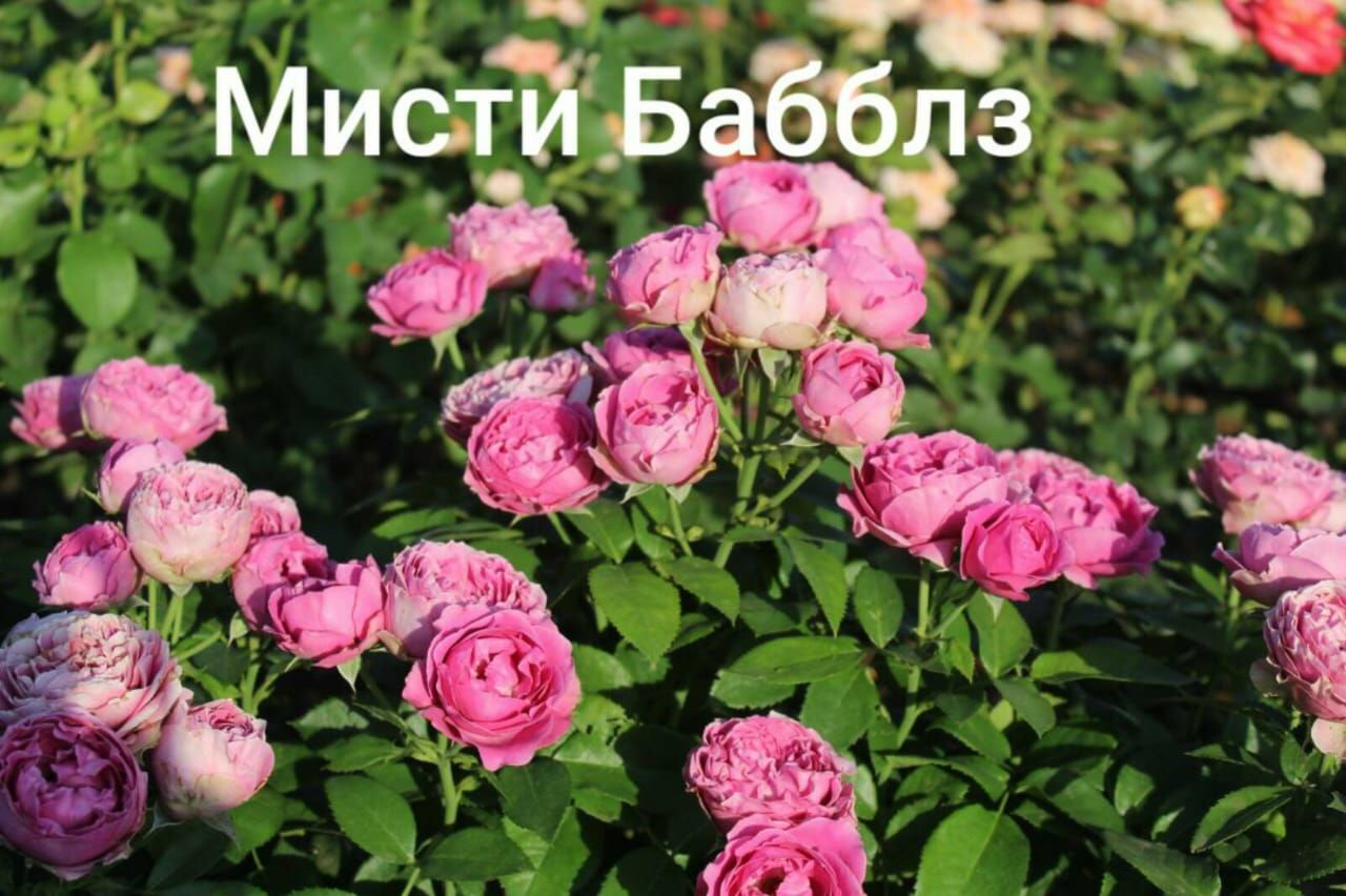 Саженцы роз из питомника Кольцово