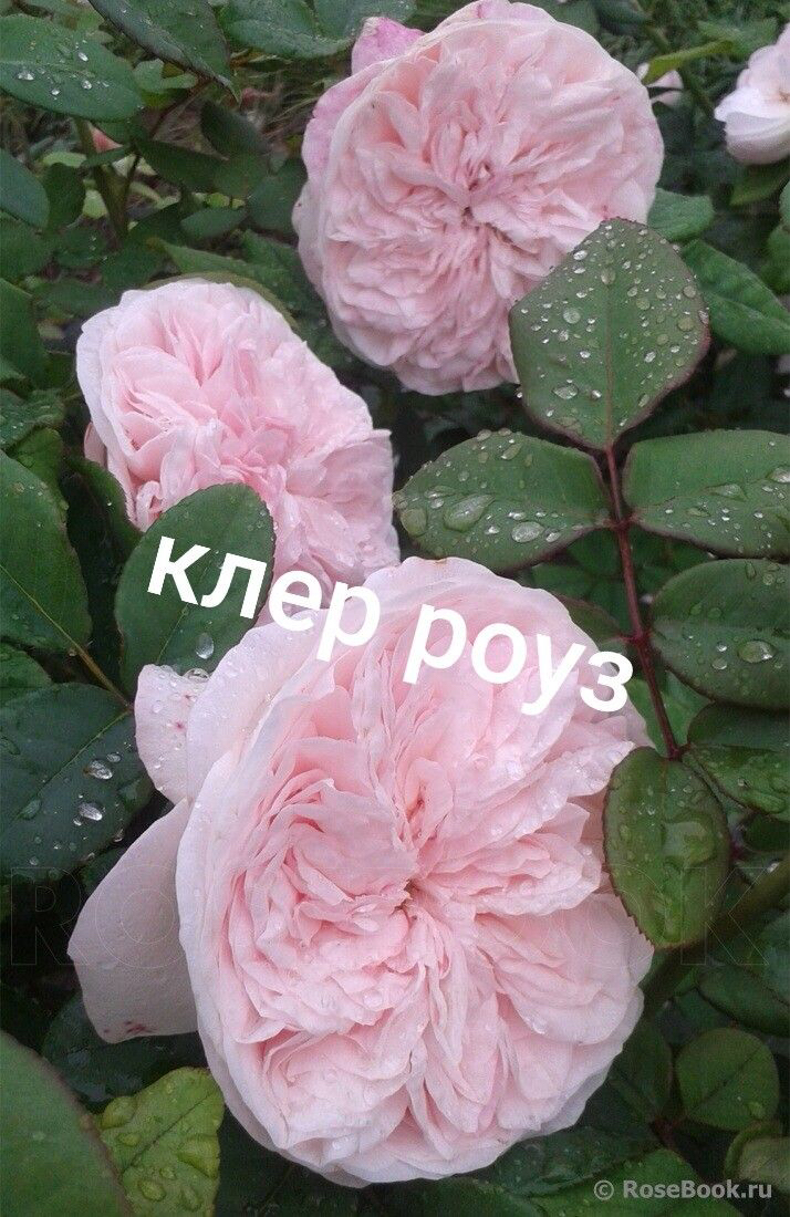 роза Роза Клер Роуз саженцы 5 лет