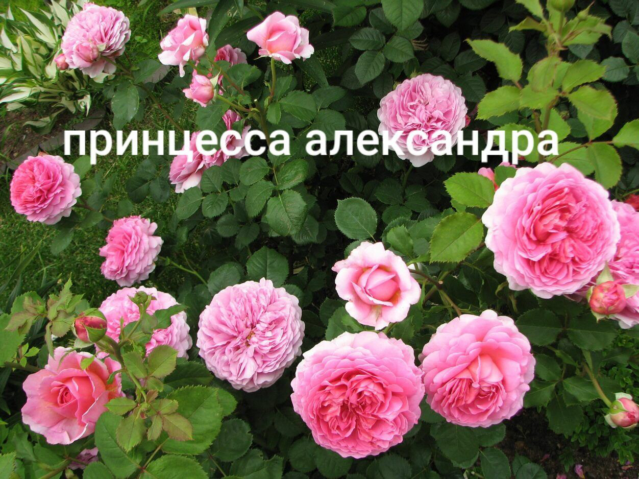 роза Принцесса Александра саженцы 5 лет