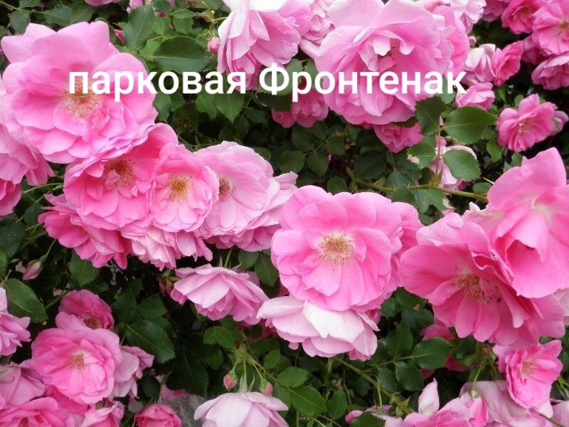 роза Фронтенак парковая саженцы 5 лет