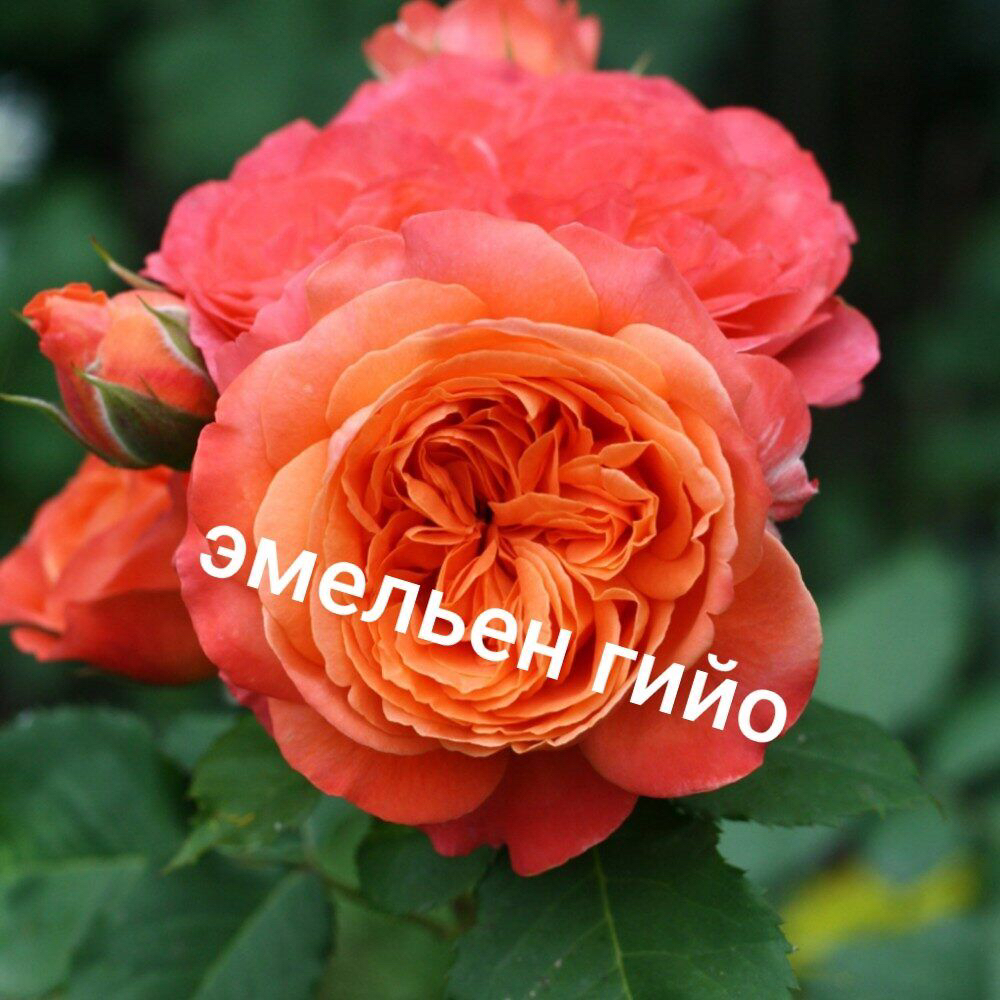 роза Эмиль Гийо саженцы