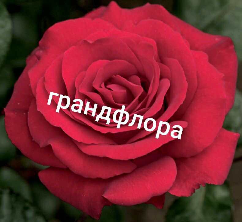 Саженцы роз из питомника Кольцово