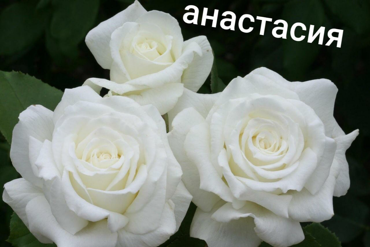 Саженцы роз из питомника Кольцово