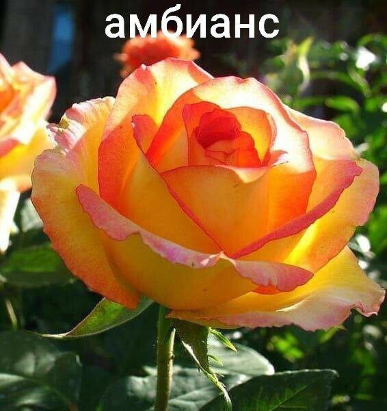 Саженцы роз из питомника Кольцово