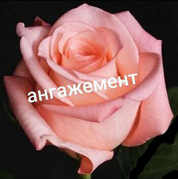 Саженцы роз из питомника Кольцово