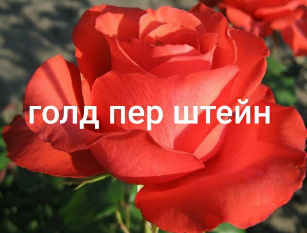 Саженцы роз из питомника Кольцово