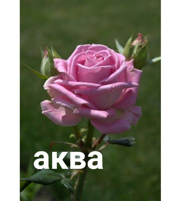 Саженцы роз из питомника Кольцово