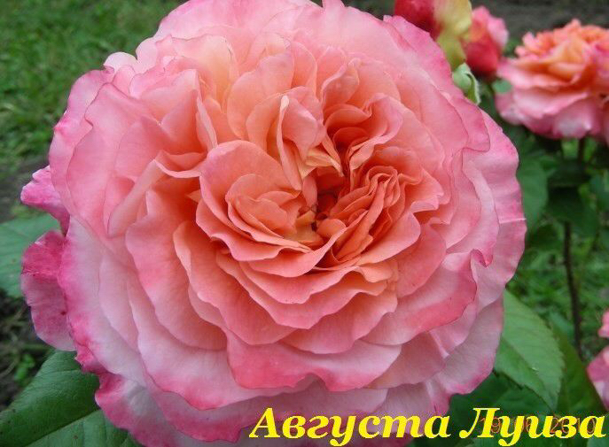 Саженцы роз из питомника Кольцово