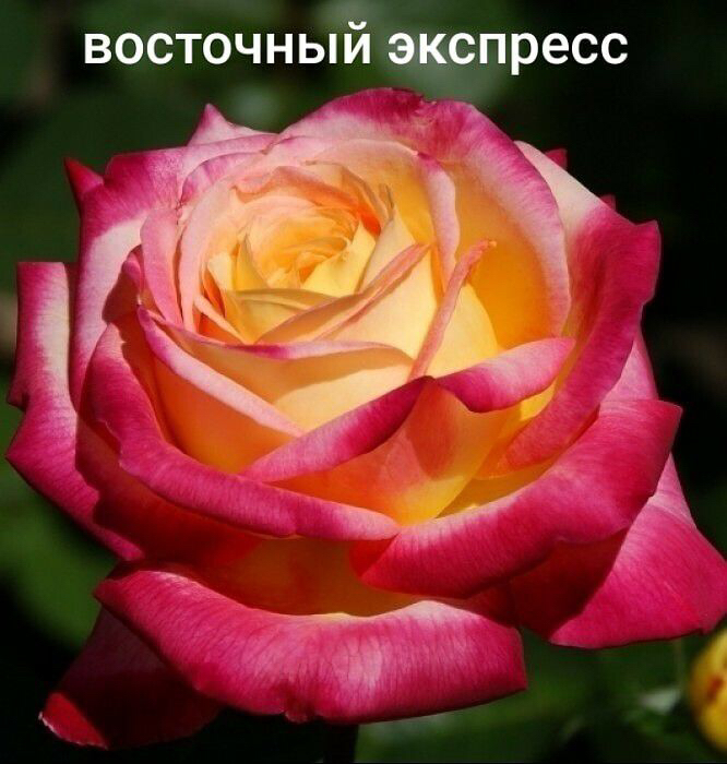 Саженцы роз из питомника Кольцово