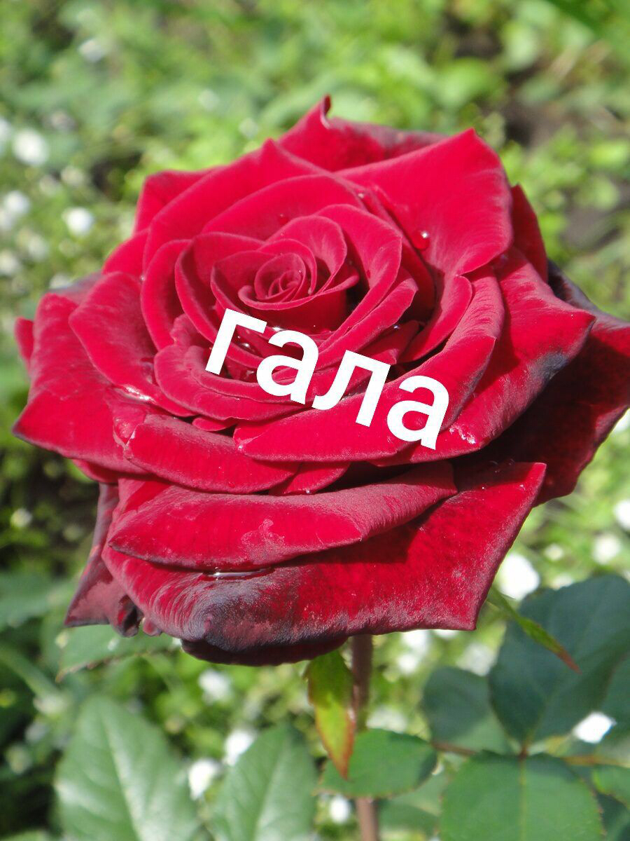 Саженцы роз из питомника Кольцово