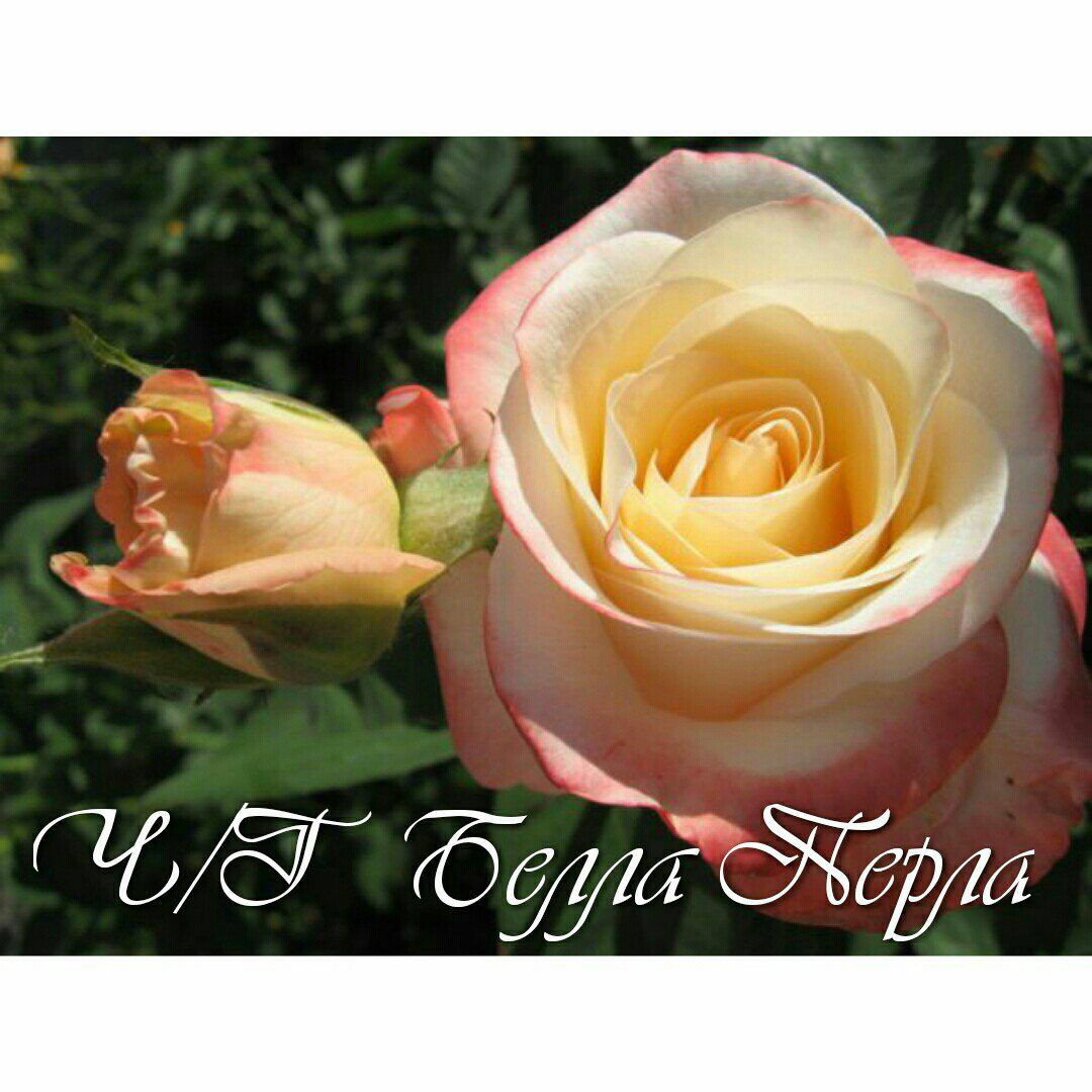 Саженцы роз из питомника Кольцово