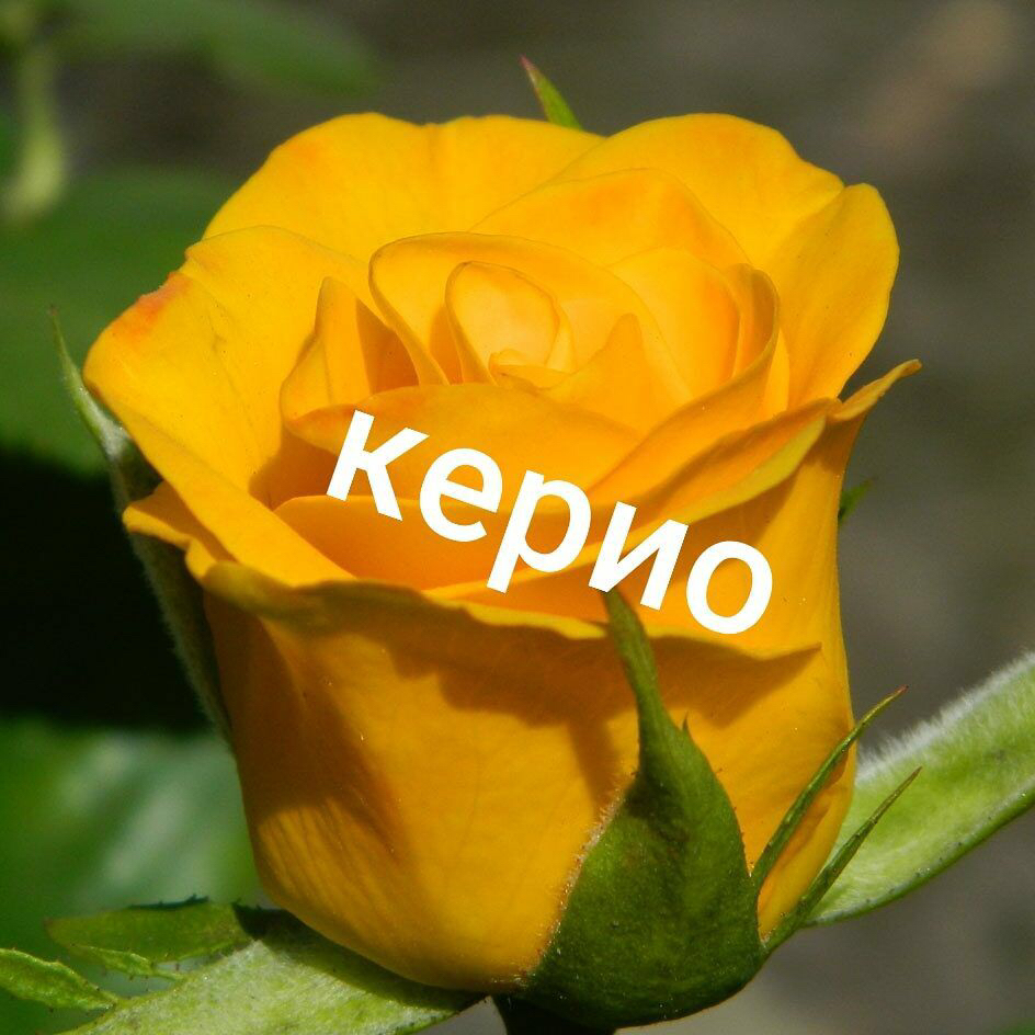 Саженцы роз из питомника Кольцово