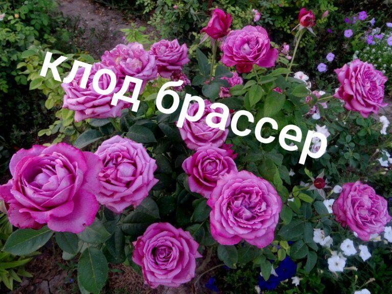 Саженцы роз из питомника Кольцово